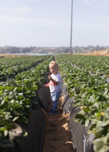 Visit to the Carlsbad Strawberry Patch | Boys Ahoy